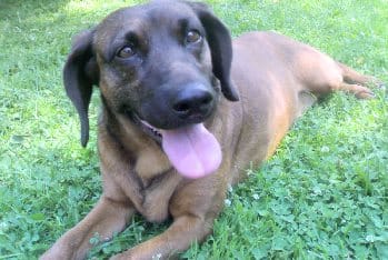 A Bavarian Mountain Hound lying down on grass