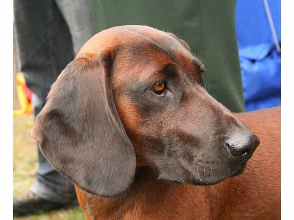 A Bavarian Mountain Hound lying down on grass