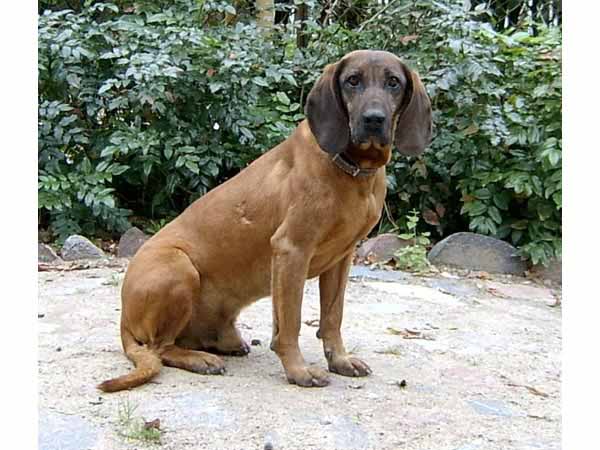 A Bavarian Mountain Hound sitting down in a garden, looking at the camera