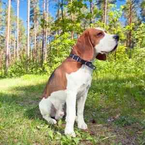 A Beagle Dog sitting down on grass in a wood, on a sunny day