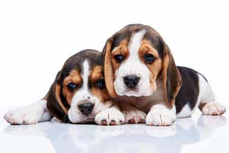 Two Beagle puppies lying down against a white background.