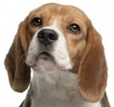 Beagle head against a white background.