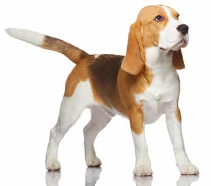 An adult Beagle standing up in a studio shot, against a white background