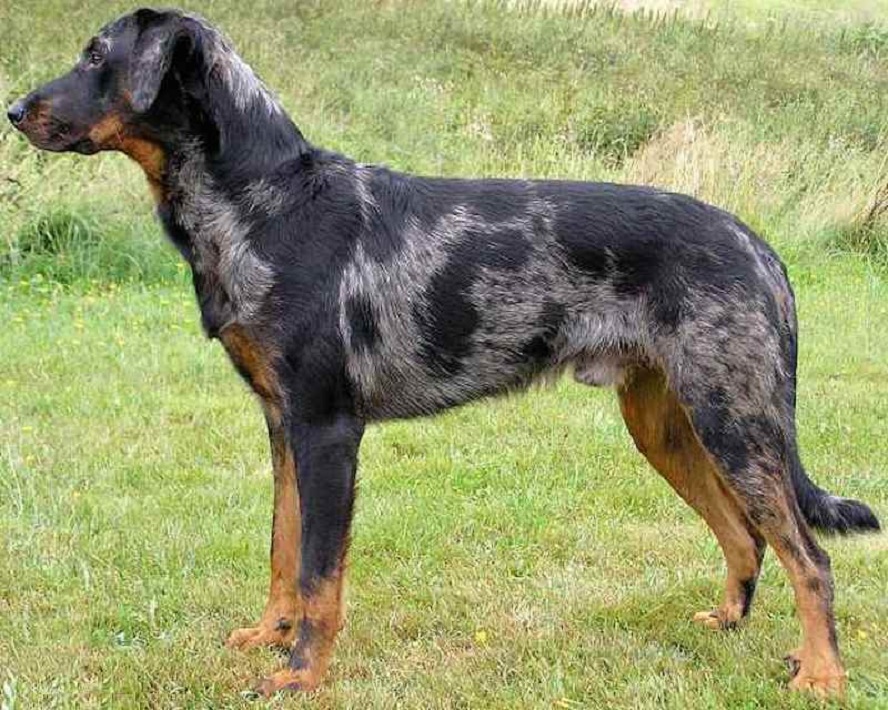 A black Beauceron Dog standing sideways on grass