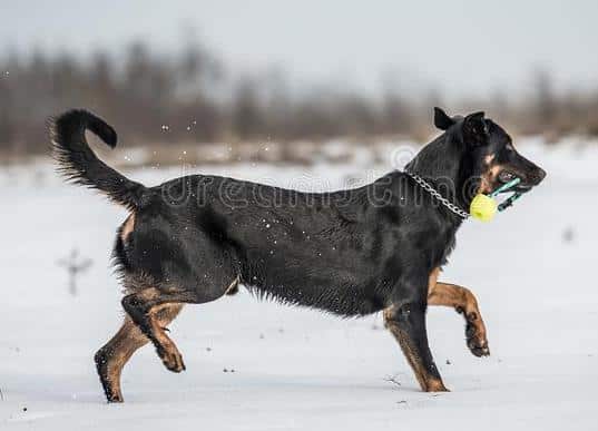 A black Beauceron Dog playing in the snow