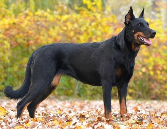 A Beauceron Dog with cropped ears standing in a wood in Autumn