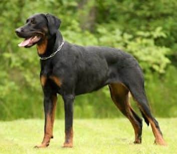 A Beauceron Dog standing on grass on a sunny day