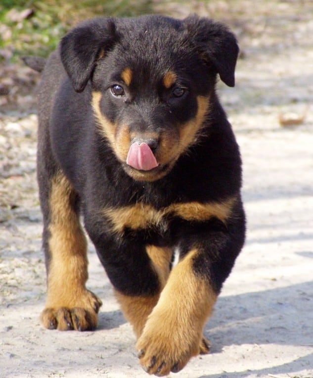 A cute Beauceron Dog puppy walking towards the camera