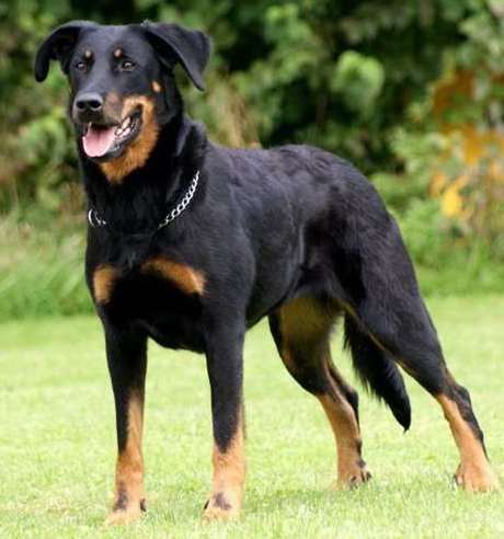 A Beauceron standing outdoors near a grassy wood