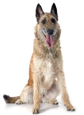 Belgian Laekenois dog sitting down looking at the camera