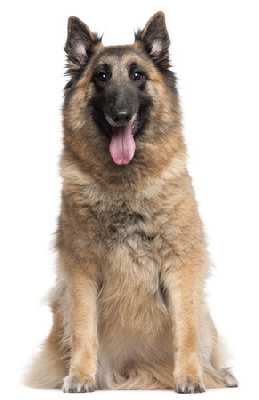 Belgian Tervuren dog sitting down looking at the camera