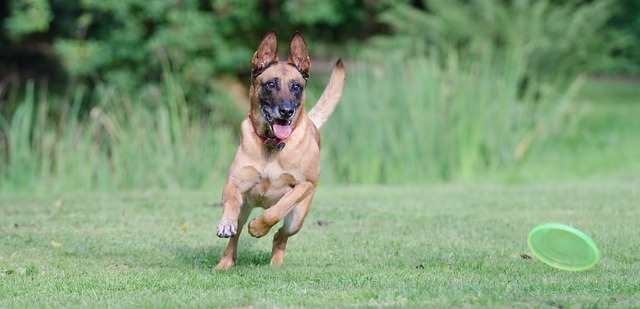 A Belgian Malinois dog running on grass