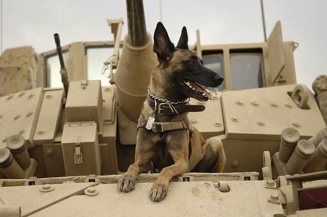 A Belgian Malinois dog with his head poking through a military vehicle window