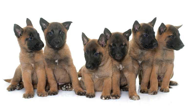 Six Belgian Malinois dog puppies, all sitting down