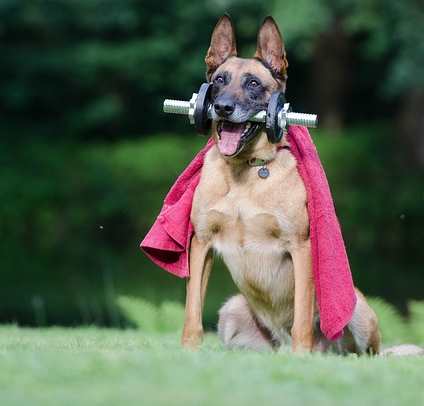 A Belgian Malinois dog with a weight in its mouth and a small red cape, sitting down outdoors