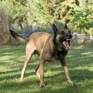 A Belgian Malinois dog standing on grass, barking aggressively