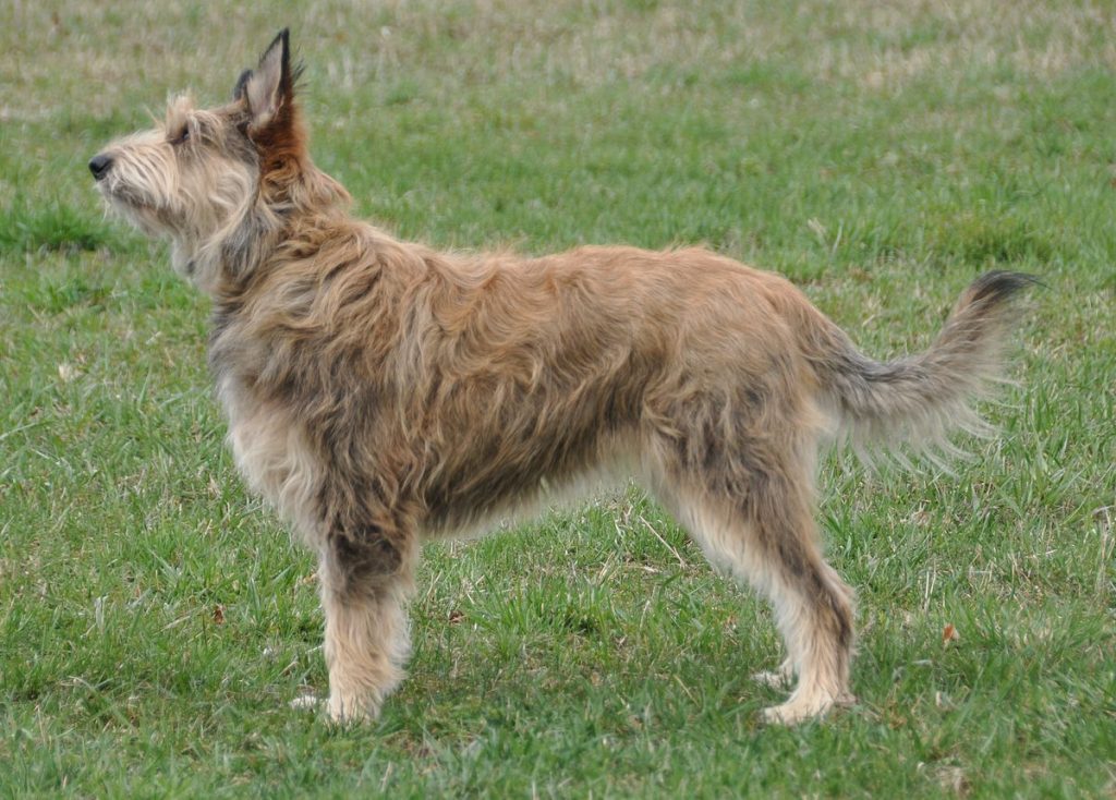 A Berger Picard dog standing outdoors on grass