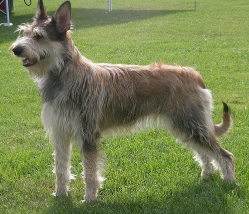 A Berger Picard dog standing on grass outdoors in the sun