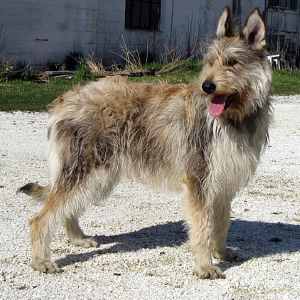 A Berger Picard dog standing outdoors in the sun