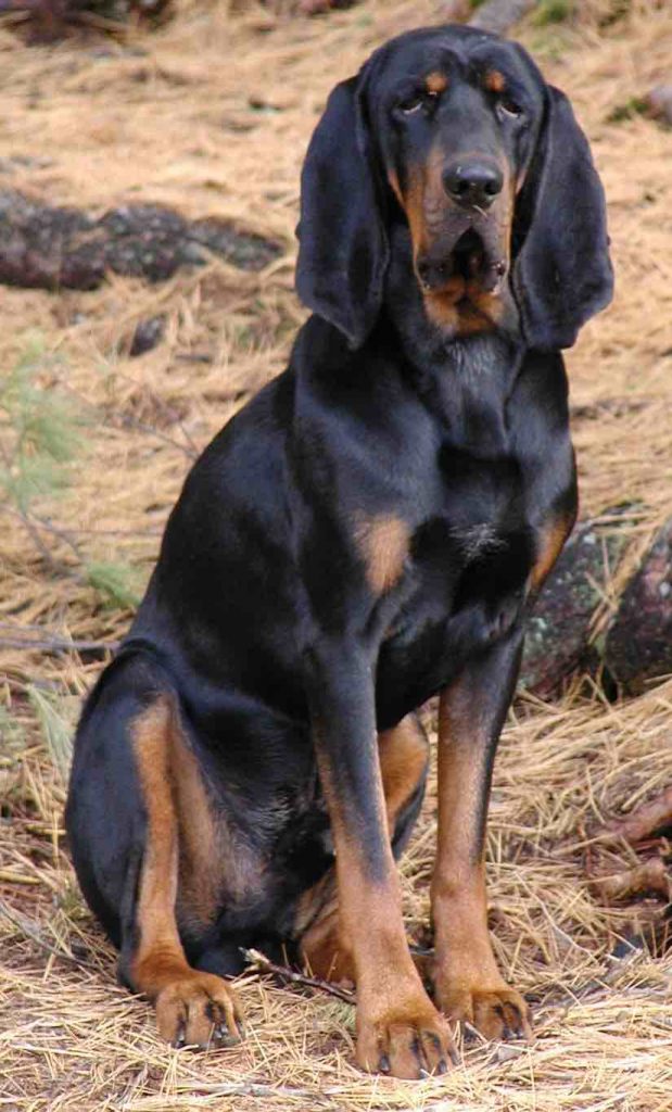 A Black and Tan Coonhound sitting down in a farmyard