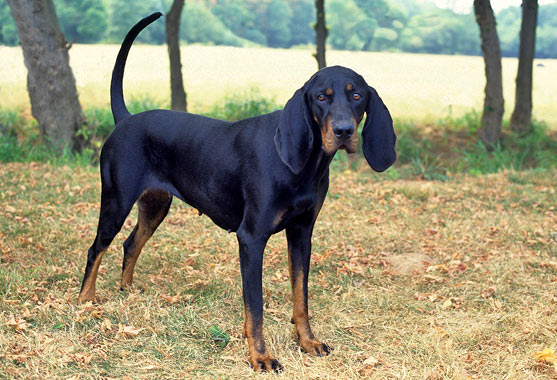 A Black and Tan Coonhound in a woodland