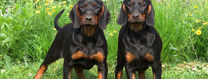 Two Black and Tan Coonhound puppies standing facing the camera