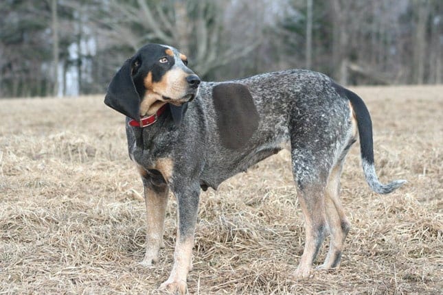 A Bluetick Coonhound standing on a straw covered hillside .