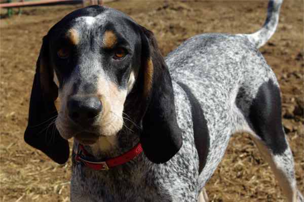 A Bluetick Coonhound close up, in a field