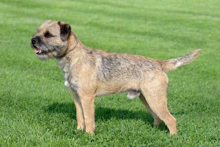 A Border Terrier standing outdoors on a grass field