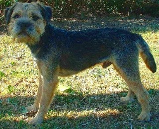 A Border Terrier standing outside in woods