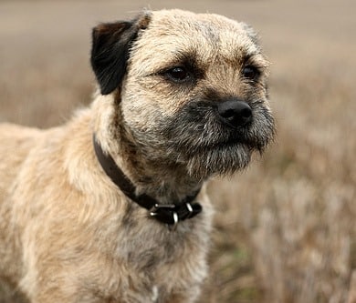 A border terrier close up, outdoors