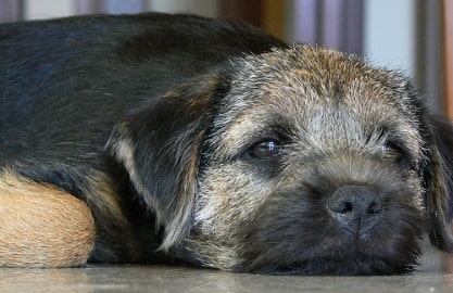 A border terrier lying down with its head on the ground, on a tiled floor indoors