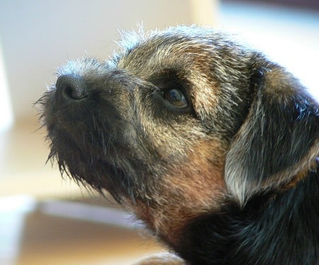 A border terrier close up of its head