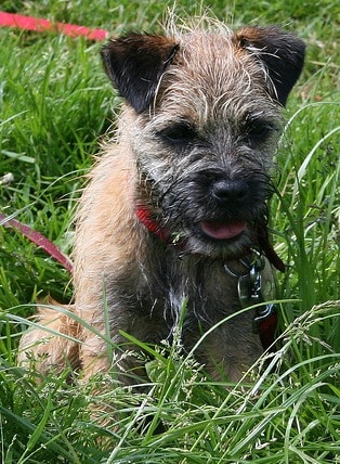 A border terrier puppy sitting in long grass