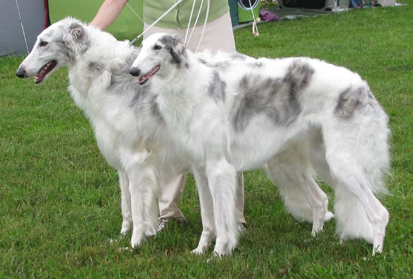 Two white and grey Borzoi dogs standing on a grass field