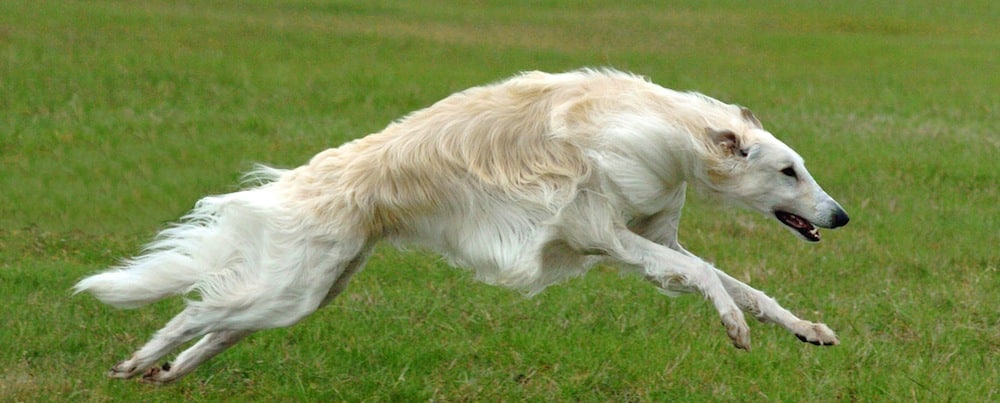 A Borzoi dog running fast across a grass field