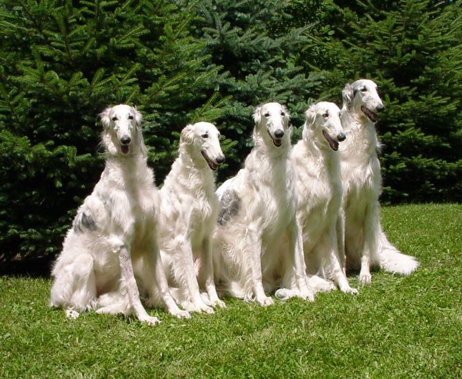 Five white Borzoi dogs sitting side by side on a grass field with trees in the background