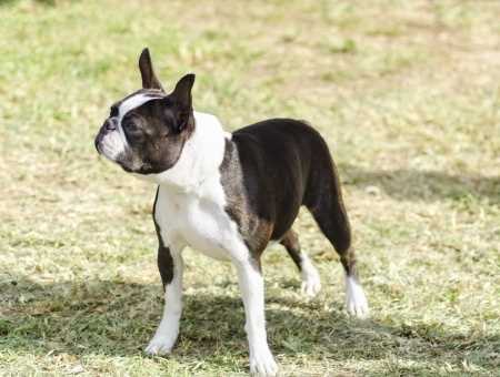 A black and white Boston Terrier standing on grass outdoors on a sunny day