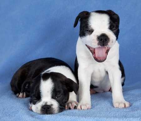 Two Boston Terrier puppies indoors in a photo studio against a blue background