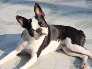 A Boston Terrier with erect ears lying on a tiled floor indoors