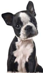 A Boston Terrier puppy head and shoulders close up, against a white background