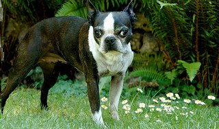 A Boston Terrier standing on green grass in the garden