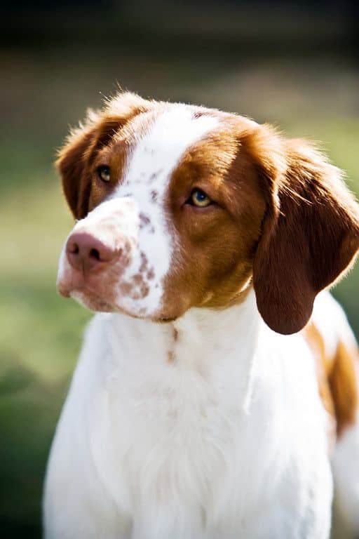 Close-up of the head of a Brittany spaniel, looking to the left with an attentive expression.