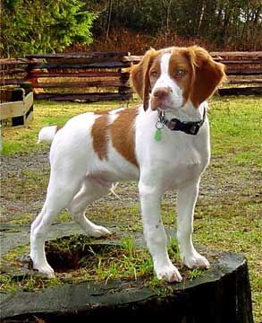 A Brittany Dog standing in a grassy garden with a timber fence in the background.