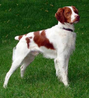 A Brittany Dog standing on dark green grass, with a dark background.