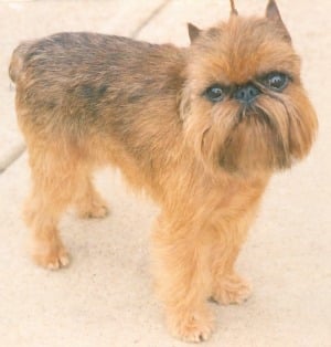 A Brussels Griffon looking up at the camera, standing against a white background.