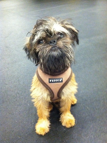 A Brussels Griffon wearing a small dog harness, sitting down on a grey floor indoors.