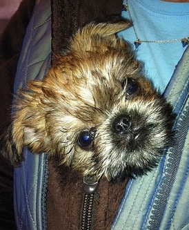 The head of a Brussels Griffon Puppy looking out from a handbag.