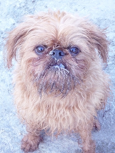 A Brussels Griffon dog in snow with some white dusting on its whiskers