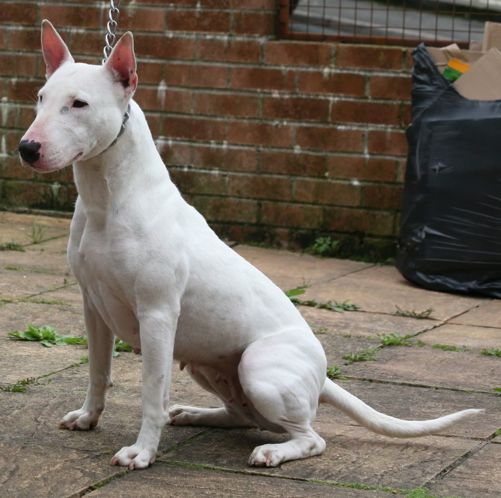 A white Bully Gull Terr dog sitting in a courtyard